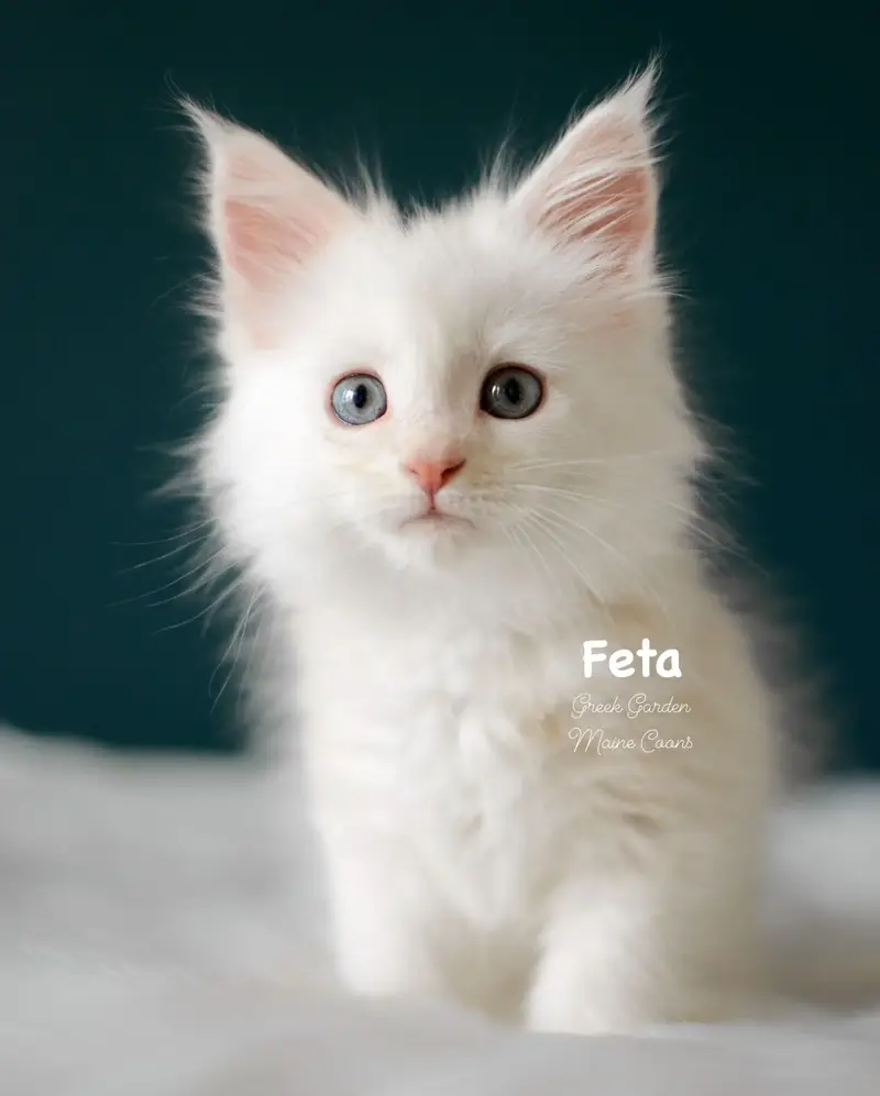 Kittens 10 Greek Garden Feta 8 Weeks