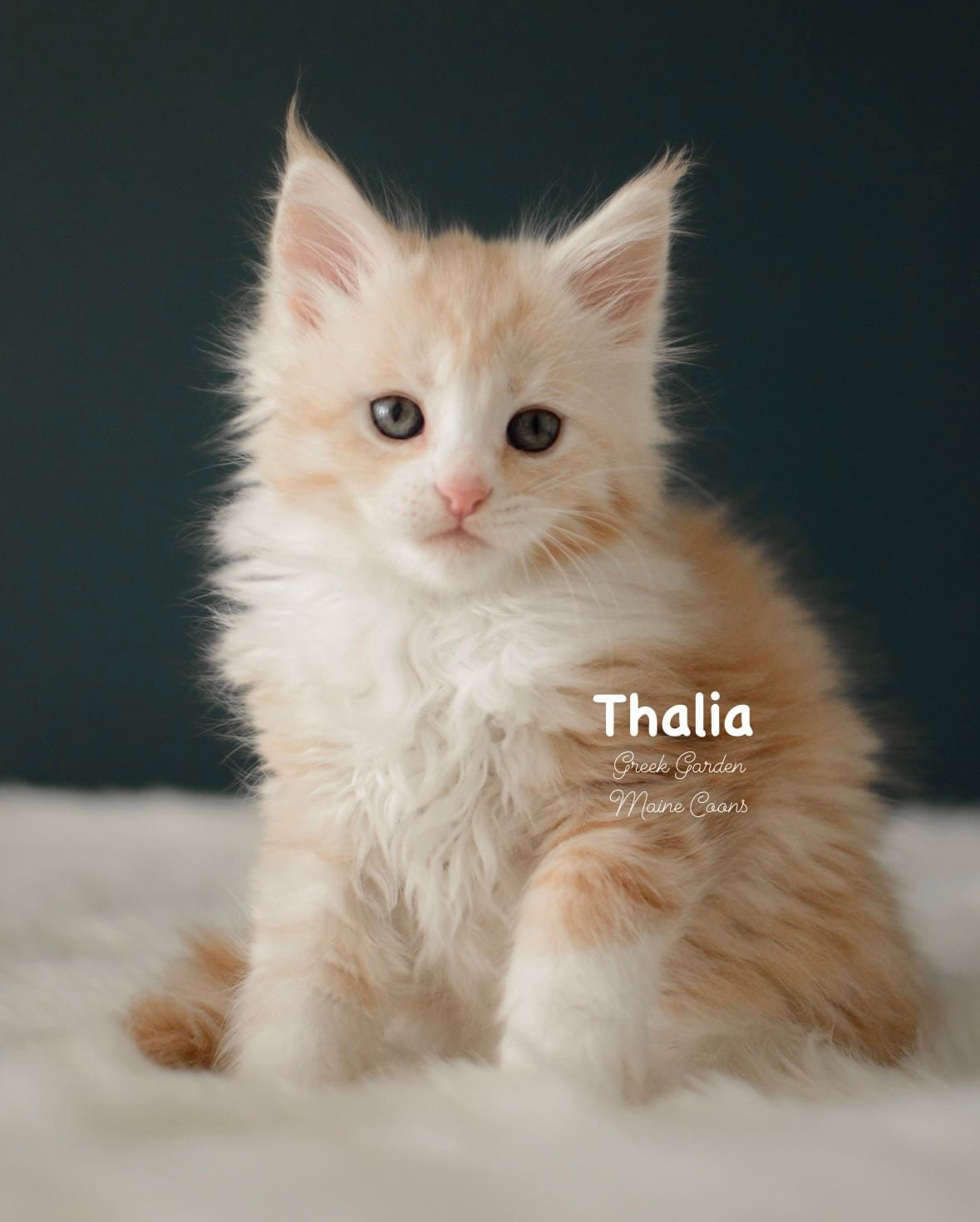 Kittens 32 Greek Garden Thalia 8 Weeks Old Red Silver Classic Tabby Bicolor Girl