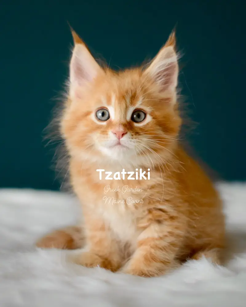 Kittens 30 Greek Garden Tzatziki 8 Weeks