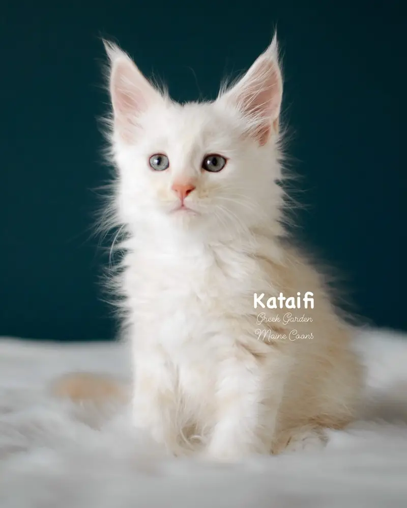 Kittens 16 Greek Garden Kataifi 8 Weeks