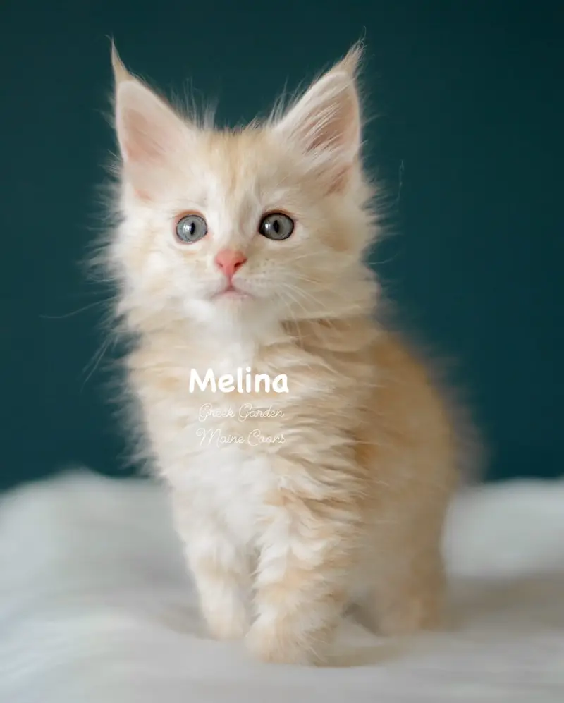 Kittens 19 Greek Garden Melina 8 Weeks