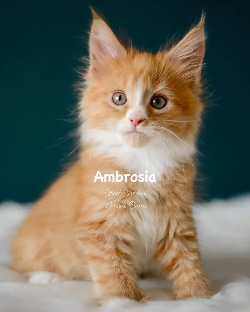 Kittens 2 Greek Garden Ambrosia 8 Weeks