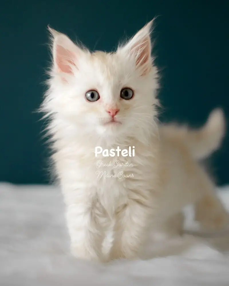 Kittens 25 Greek Garden Pasteli 8 Weeks