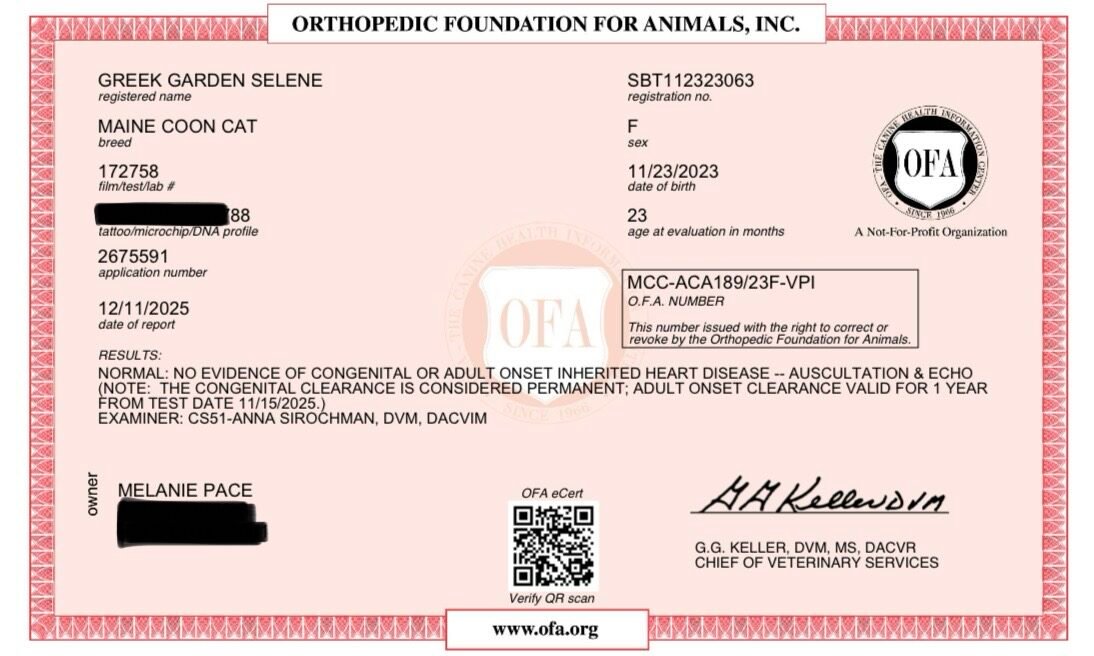 Selene Heart Echocardiogram Results 2025