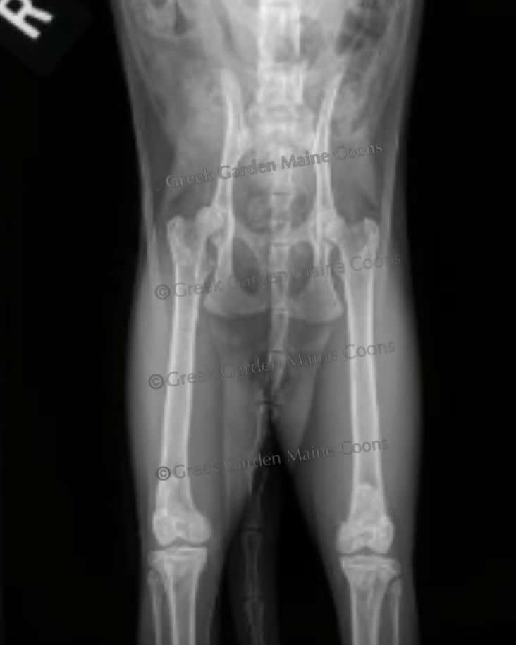 Greek Garden Selene Hip Radiographs