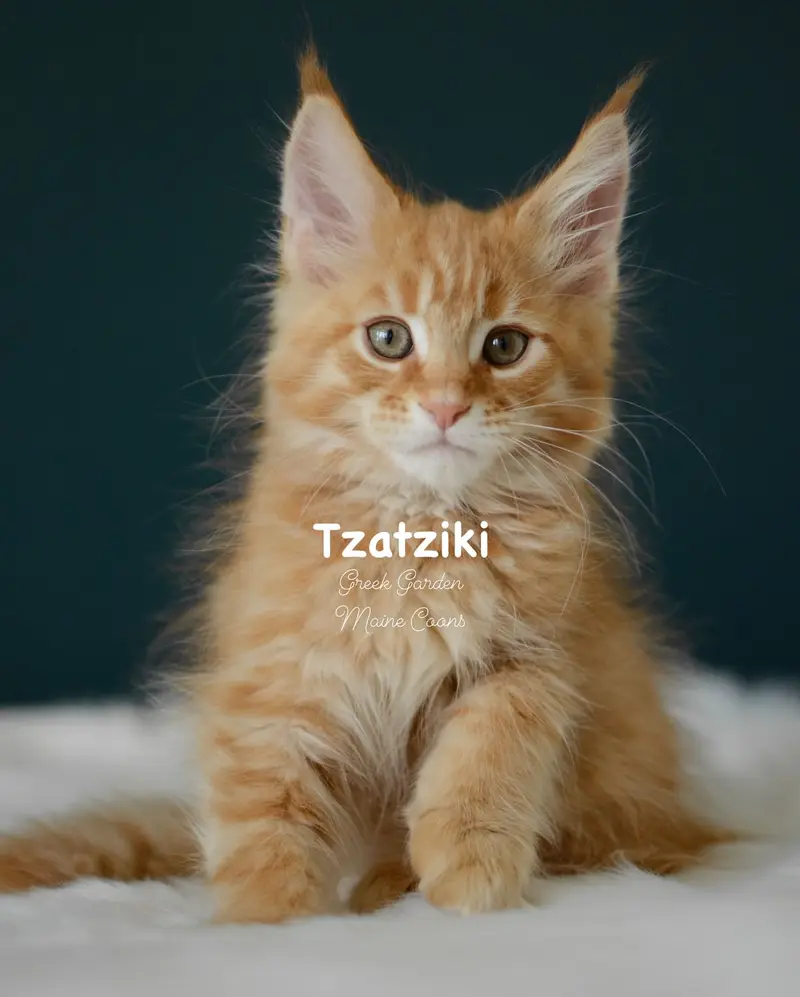 Kittens 76 Greek Garden Tzatziki 10 Weeks Red Mackerel Tabby Boy