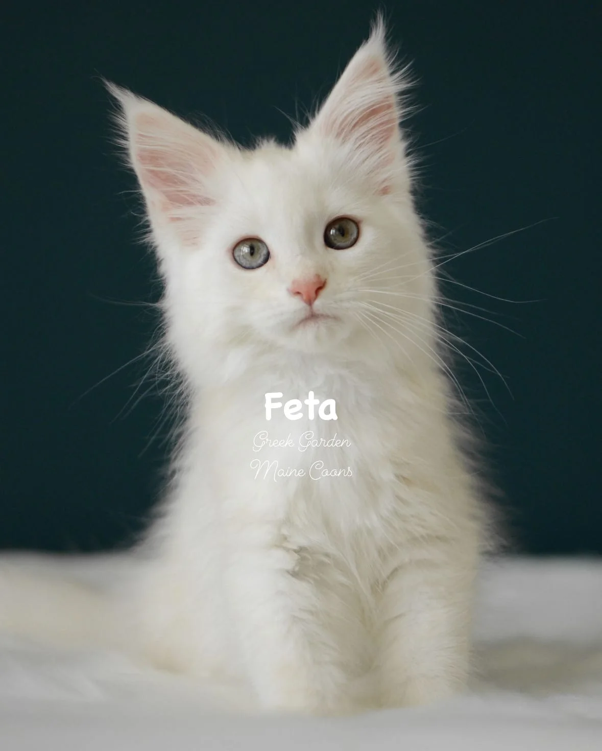 Kittens 41 Greek Garden Feta 10 Weeks Red Silver Classic Tabby Girl