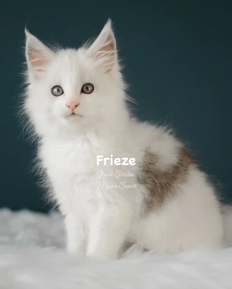 Kittens 6 Greek Garden Frieze 9 Weeks