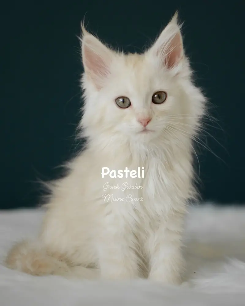 Kittens 68 Greek Garden Pasteli 10 Weeks Old Red Silver Mackerel Tabby Polydactyl Girl