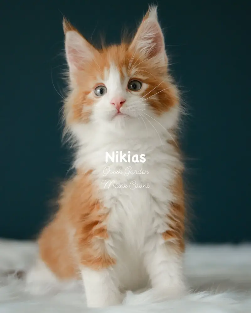 Kittens 17 Greek Garden Nikias 9 Weeks