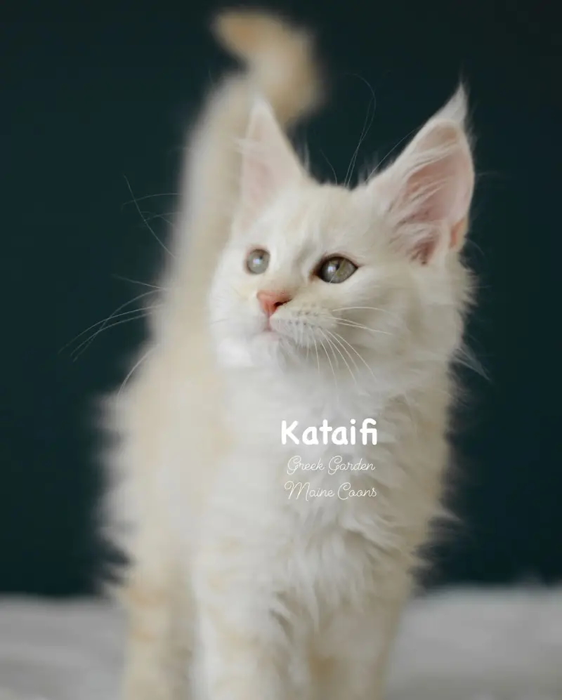 Kittens 52 Greek Garden Kataifi 10 Weeks Red Silver Classic Tabby Polydactyl Girl