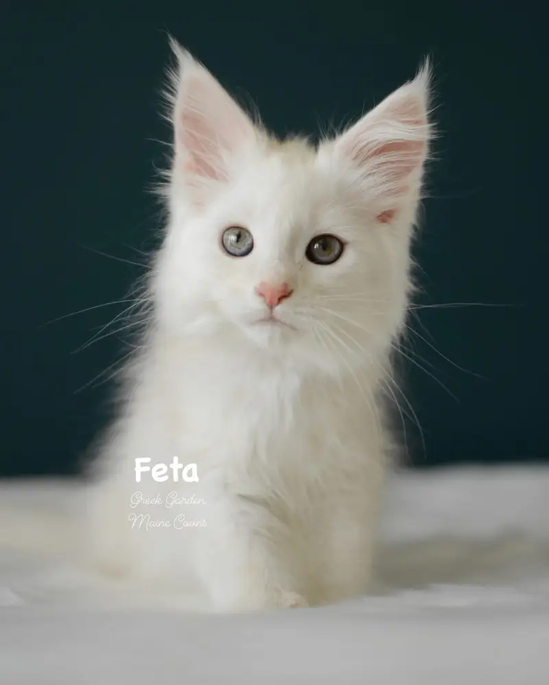 Kittens 42 Greek Garden Feta 10 Weeks Red Silver Classic Tabby Girl