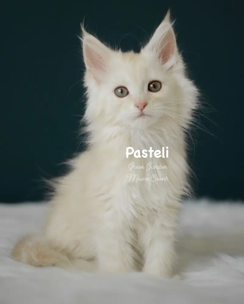 Kittens 67 Greek Garden Pasteli 10 Weeks Old Red Silver Mackerel Tabby Polydactyl Girl