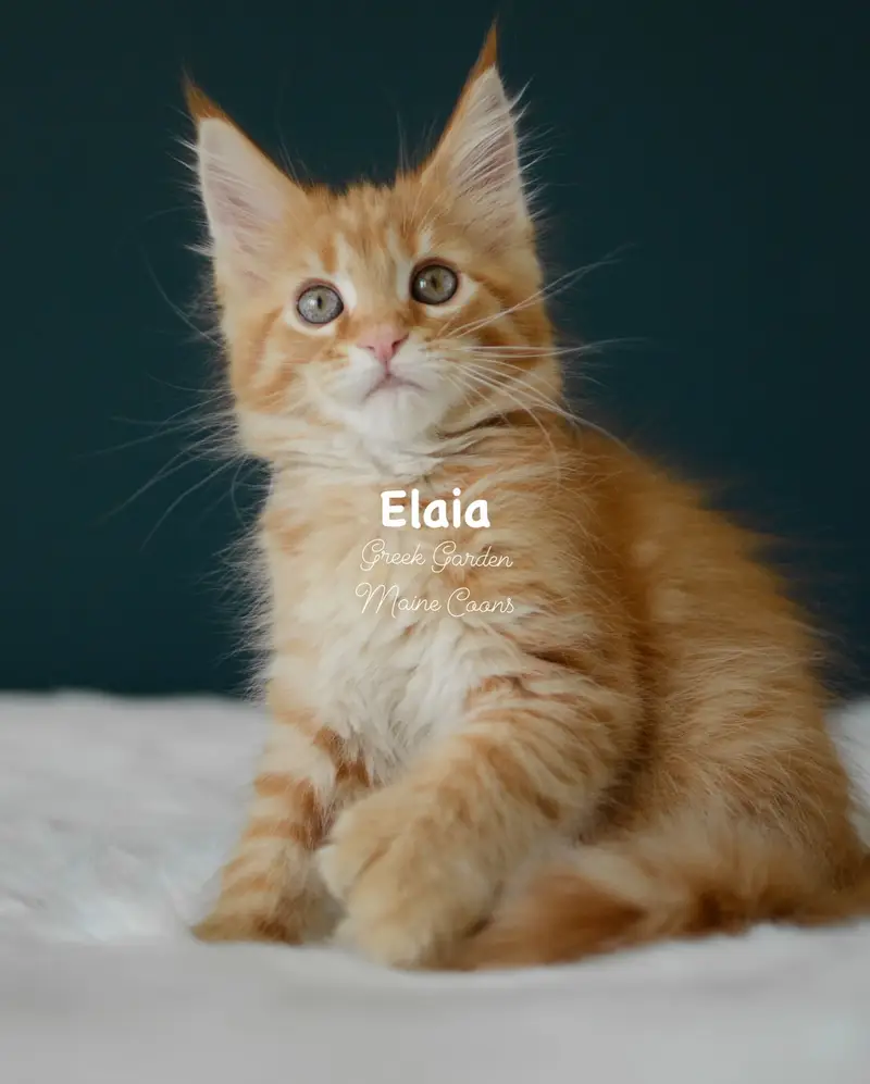 Kittens 35 Greek Garden Elaia 10 Weeks Red Spotted Tabby Polydactyl Girl