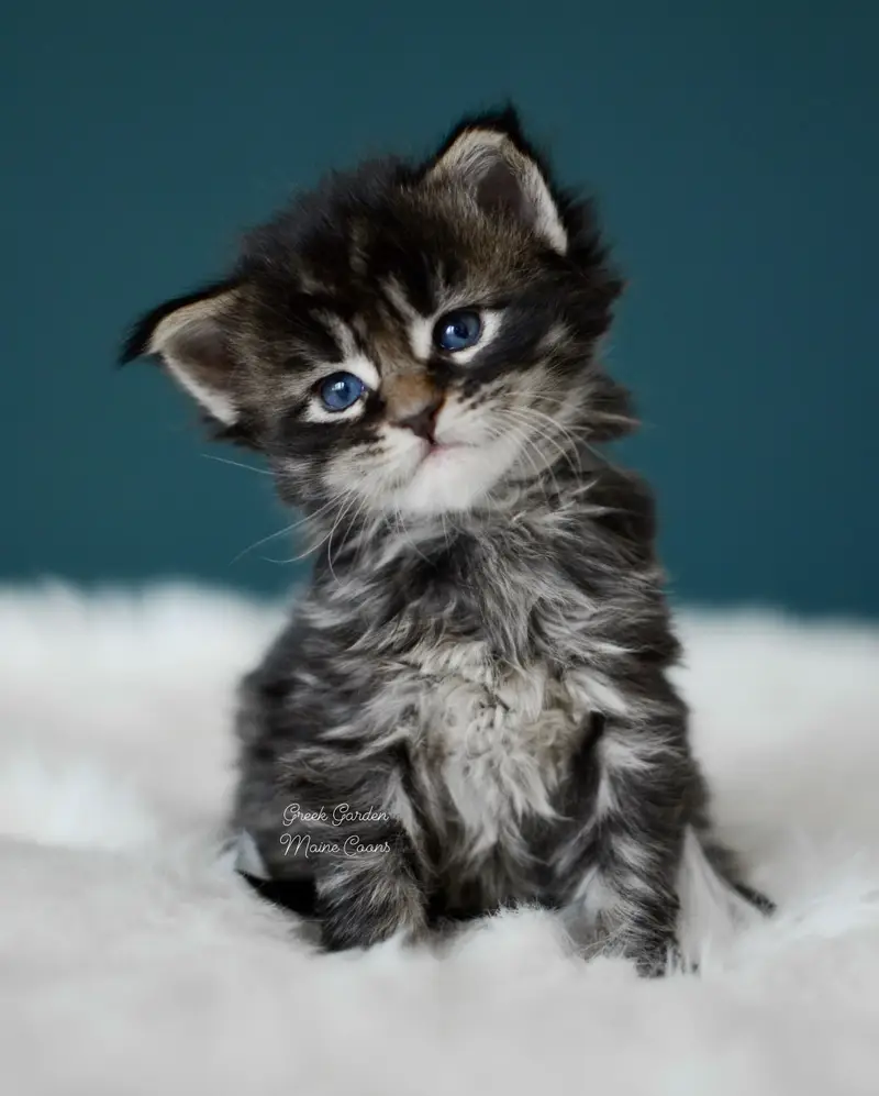 Kittens 5 Greek Garden Ariston 3 Weeks