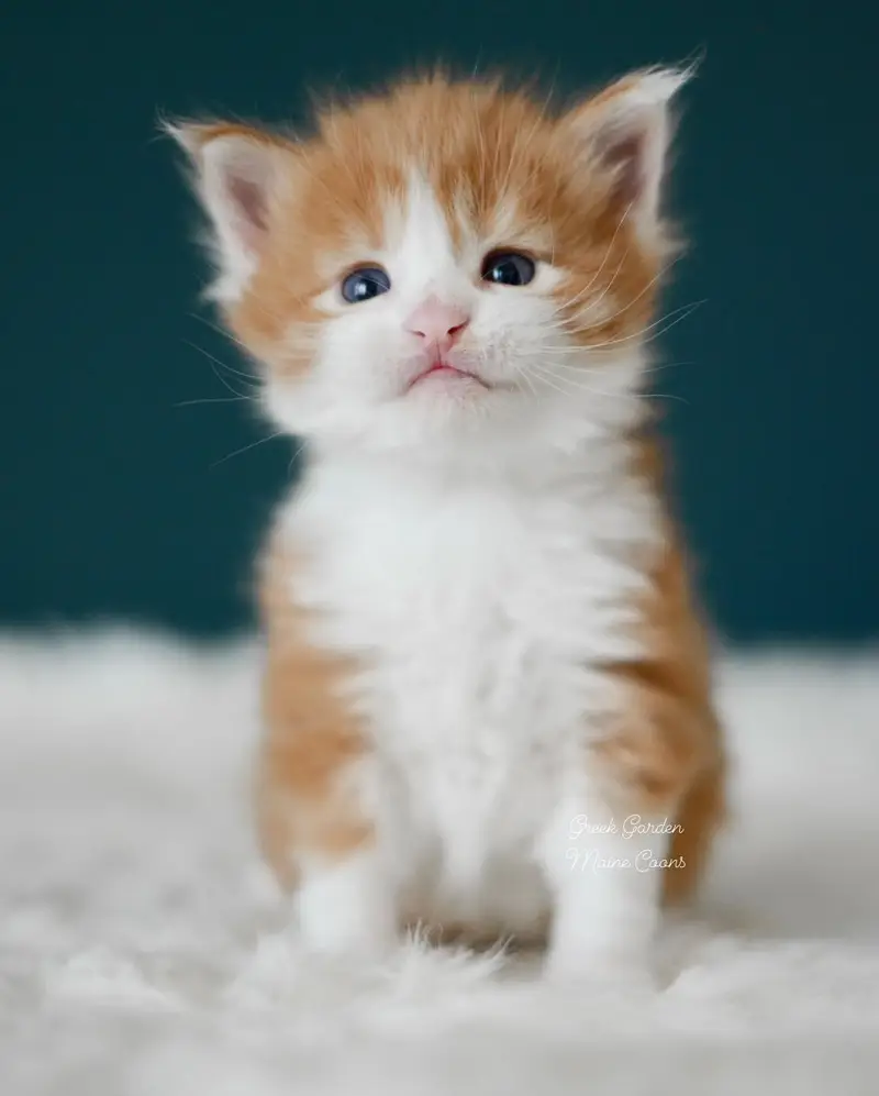 Kittens 18 Greek Garden Nikias 3 Weeks Old