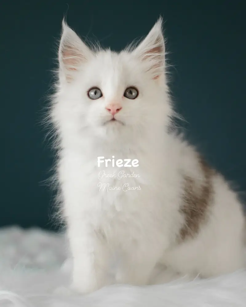 Kittens 7 Greek Garden Frieze 9 Weeks