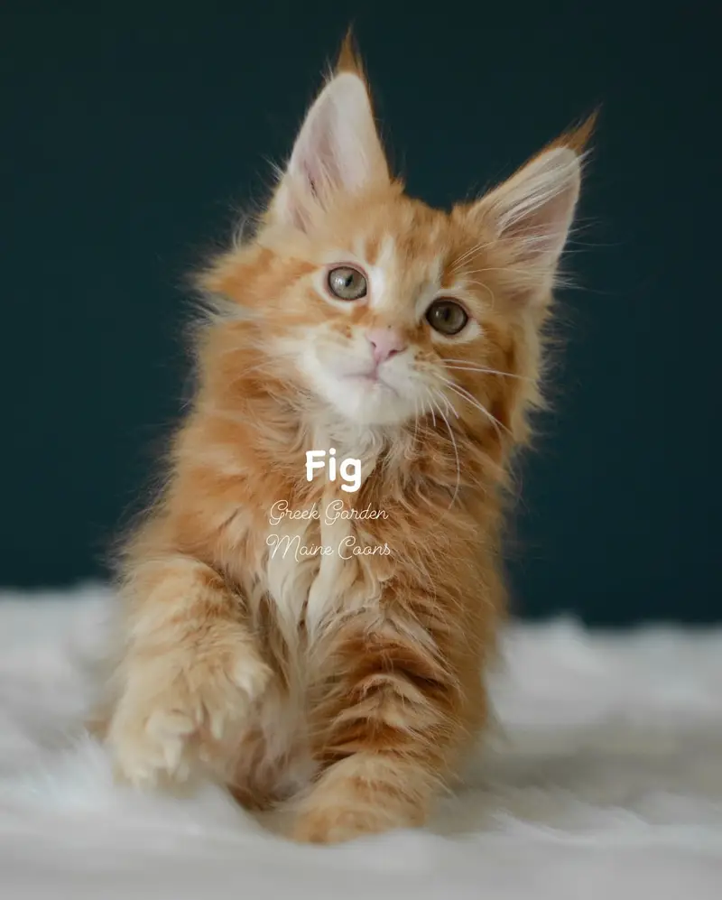 Kittens 47 Greek Garden Fig 10 Weeks Old Red Mackerel Tabby Boy