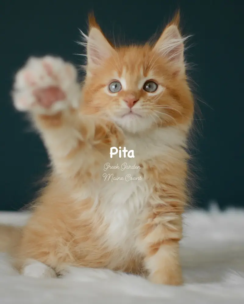 Kittens 73 Greek Garden Pita 10 Weeks Red Mackerel Tabby Bicolor Boy