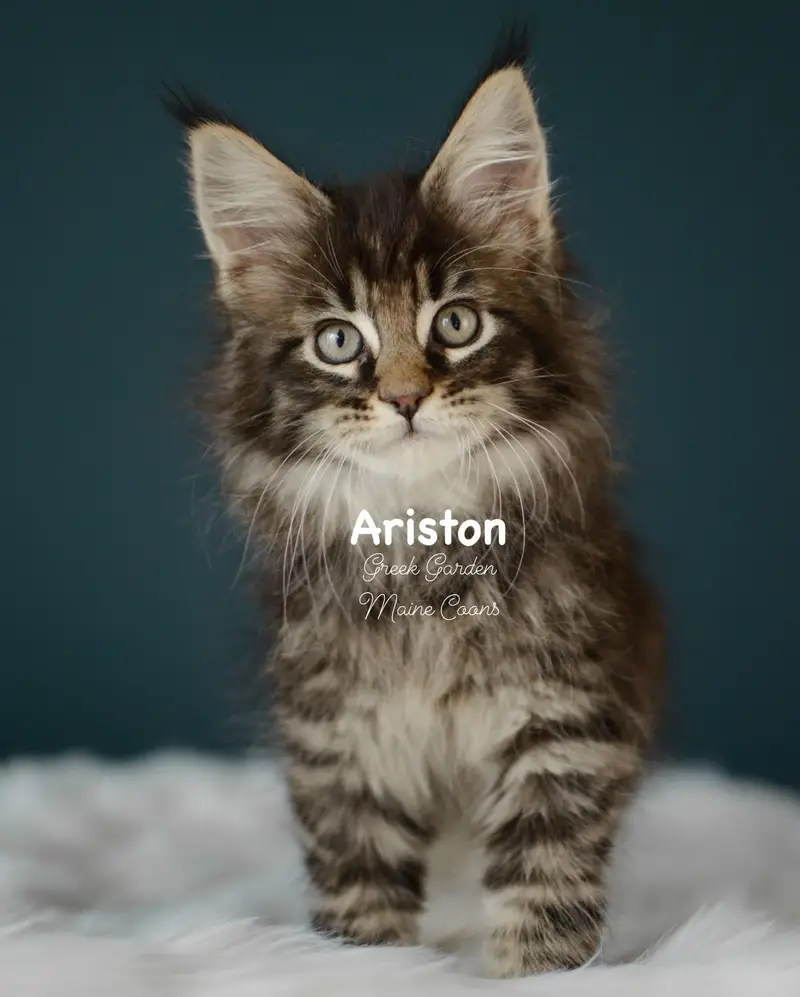 Kittens 1 Greek Garden Ariston 9 Weeks