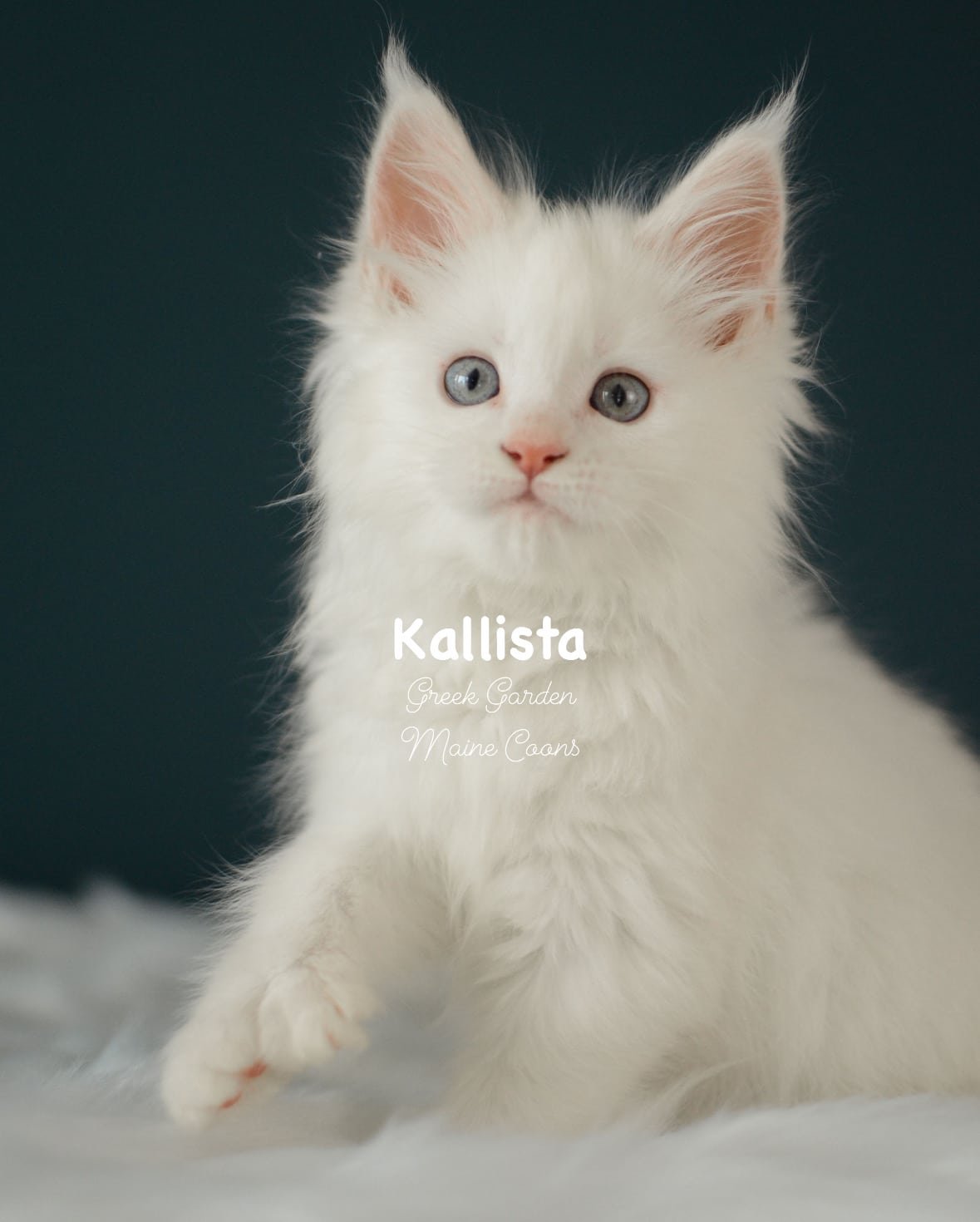 Kittens 11 Greek Garden Kallista 9 Weeks