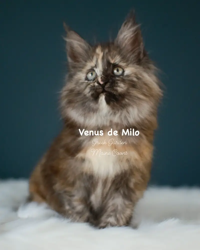 Kittens 25 Greek Garden Venus de Milo 9 Weeks