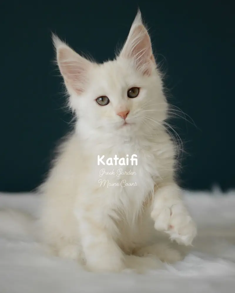 Kittens 51 Greek Garden Kataifi 10 Weeks Red Silver Classic Tabby Polydactyl Girl