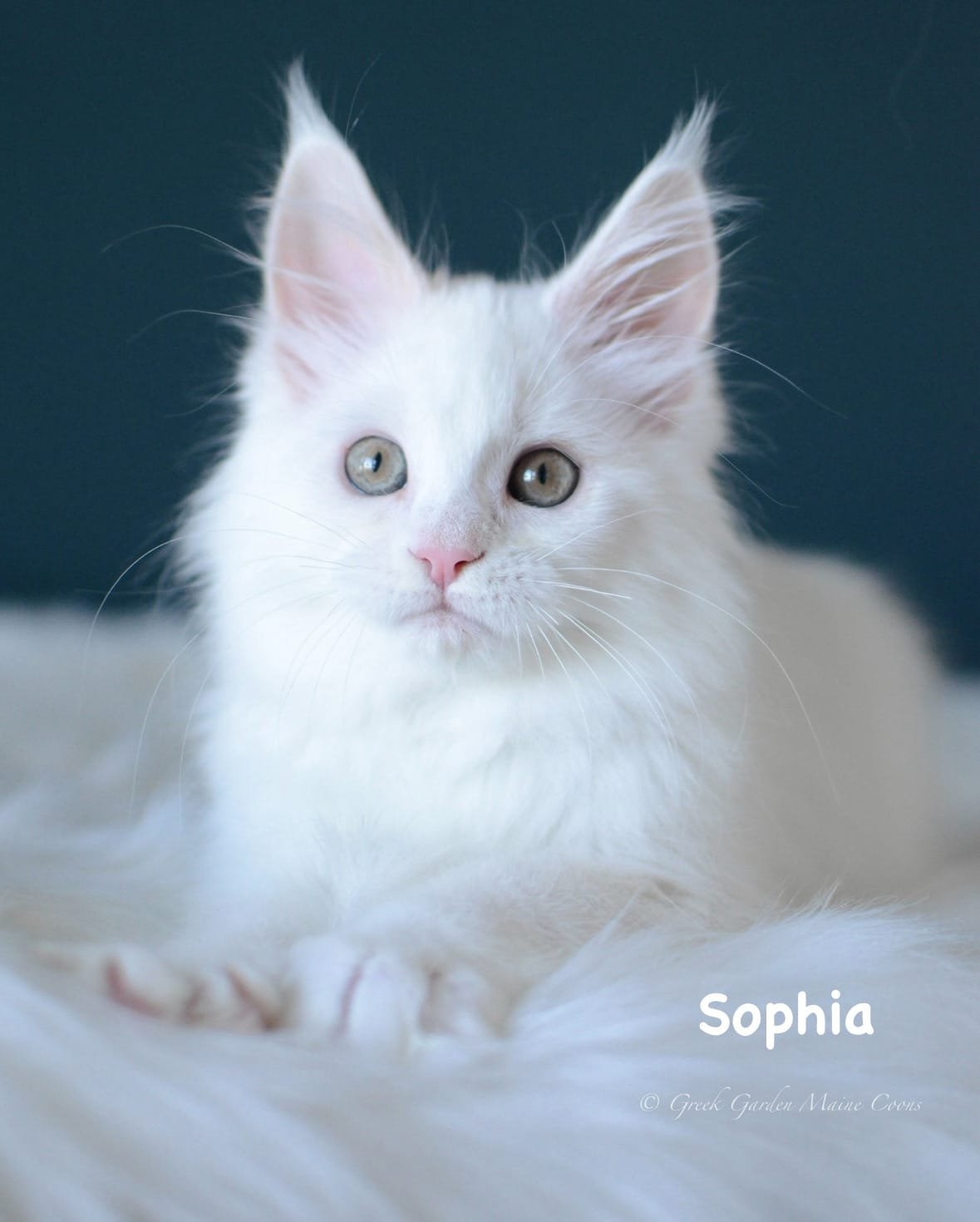 Kitten Application 3 Greek Garden Sophia 12 Weeks