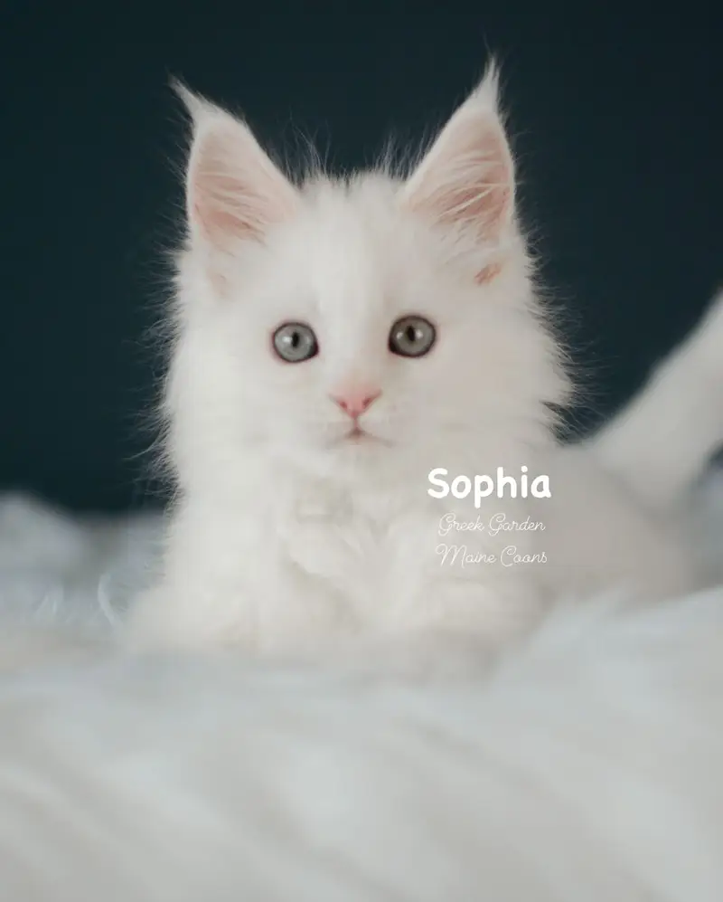 Kitten Application 6 Greek Garden Sophia 9 Weeks