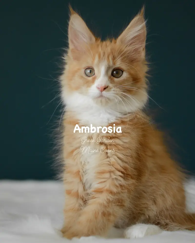 Kittens 27 Greek Garden Ambrosia 10 Weeks Red Solid Bicolor Polydactyl Girl
