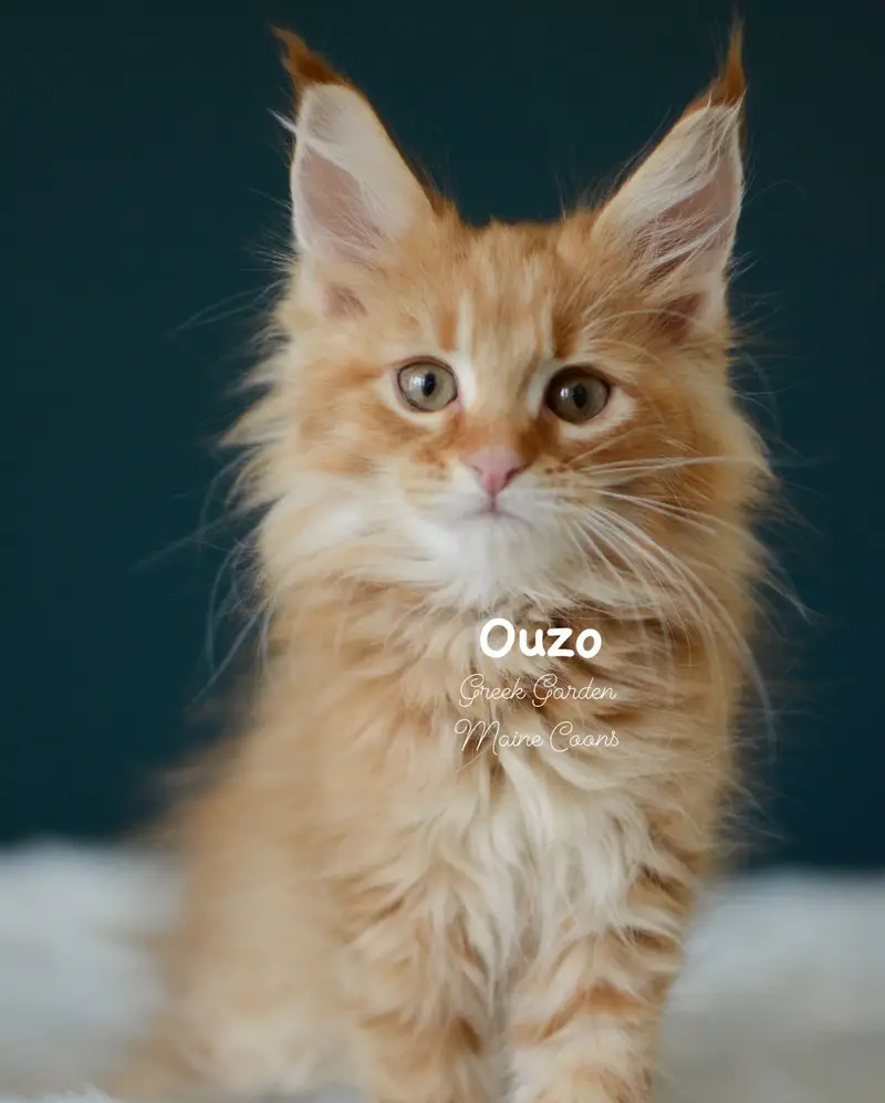 Kittens 63 Greek Garden Ouzo 10 Weeks Red Mackerel Tabby Boy