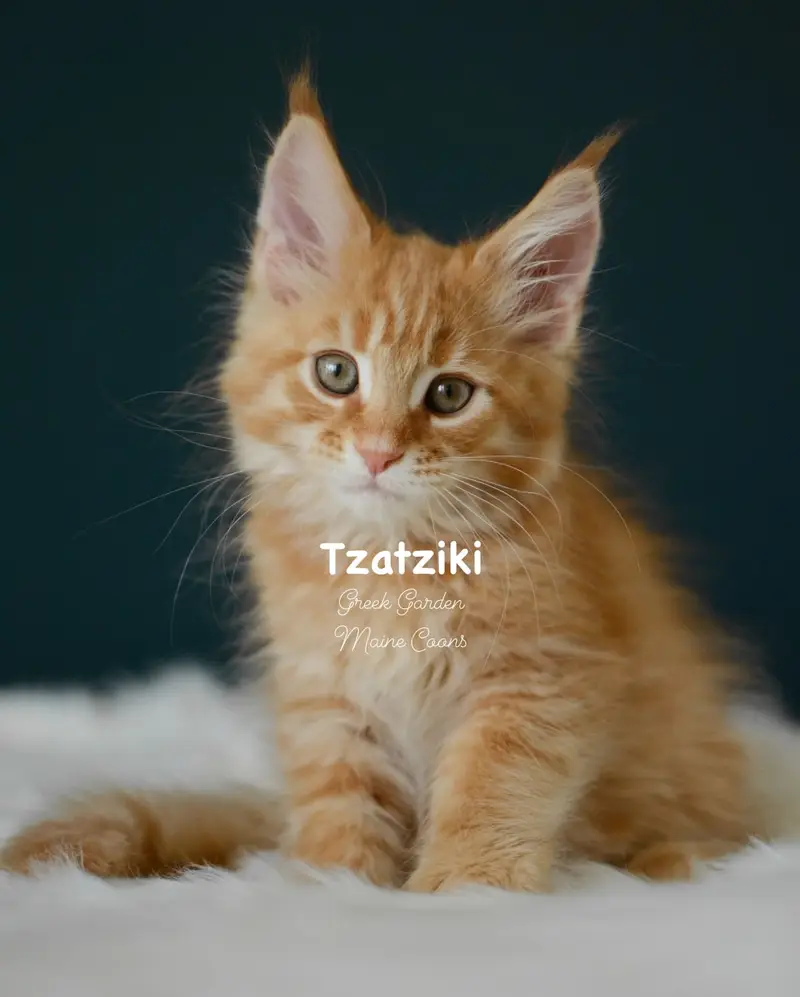 Kittens 77 Greek Garden Tzatziki 10 Weeks Red Mackerel Tabby Boy