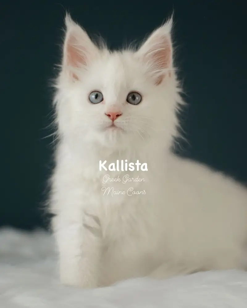 Kittens 10 Greek Garden Kallista 9 Weeks