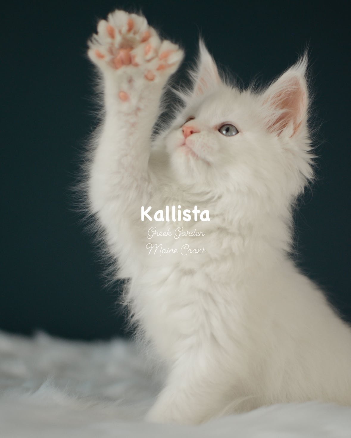 Kittens 14 Greek Garden Kallista 9 Weeks