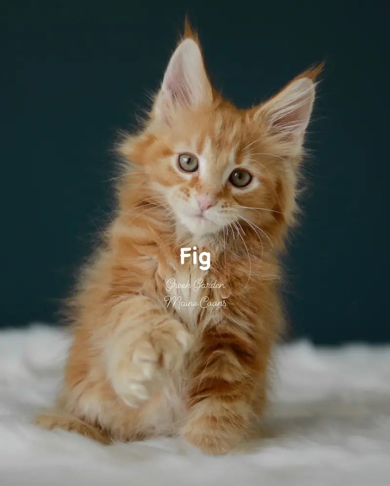 Kittens 46 Greek Garden Fig 10 Weeks Old Red Mackerel Tabby Boy