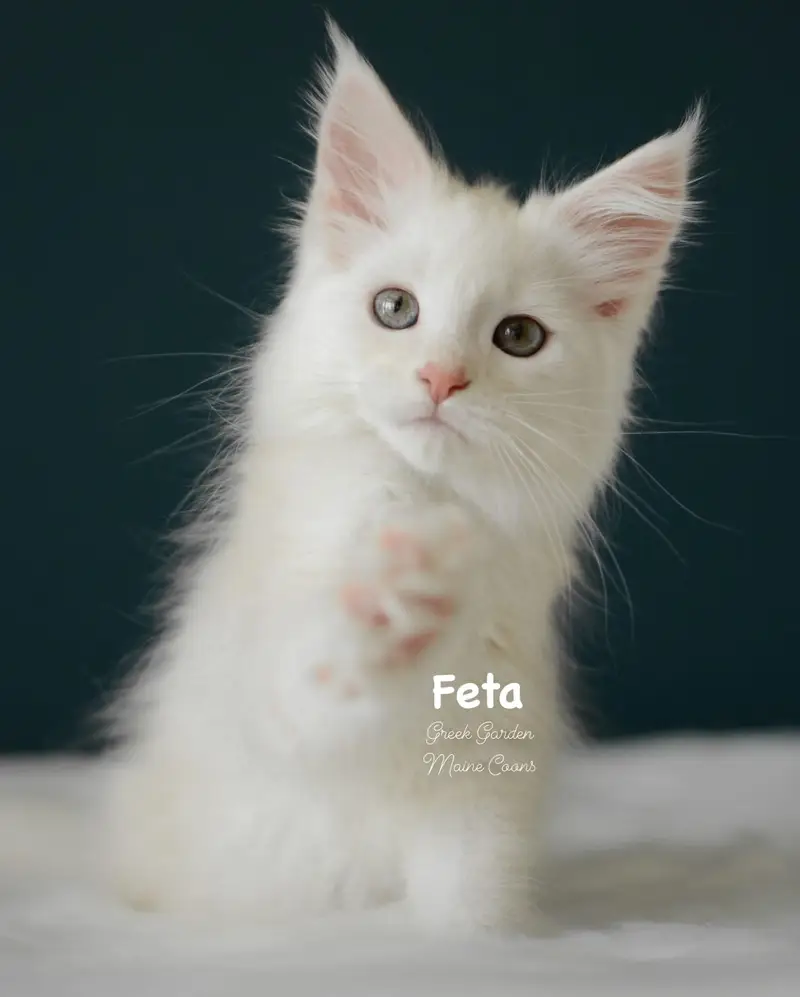 Kittens 40 Greek Garden Feta 10 Weeks Red Silver Classic Tabby Girl