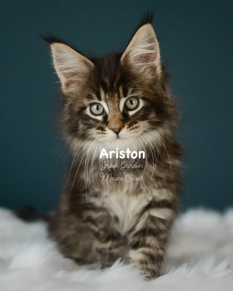 Kittens 3 Greek Garden Ariston 9 Weeks