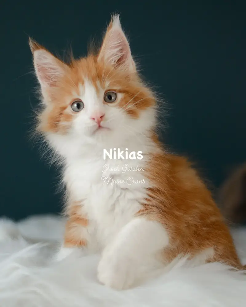 Kittens 16 Greek Garden Nikias 9 Weeks