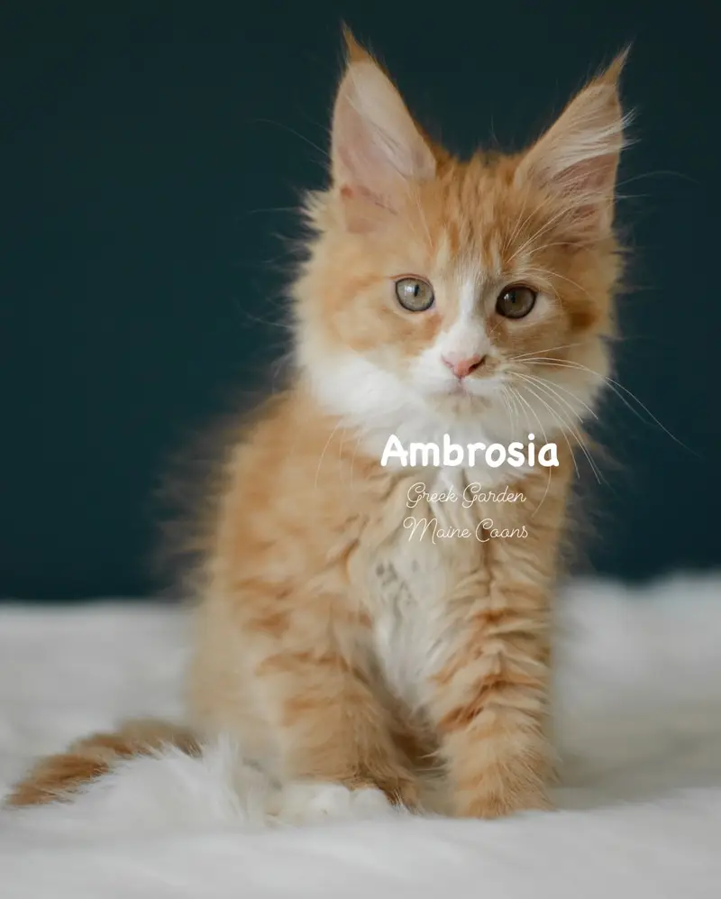 Kittens 28 Greek Garden Ambrosia 10 Weeks Red Solid Bicolor Polydactyl Girl