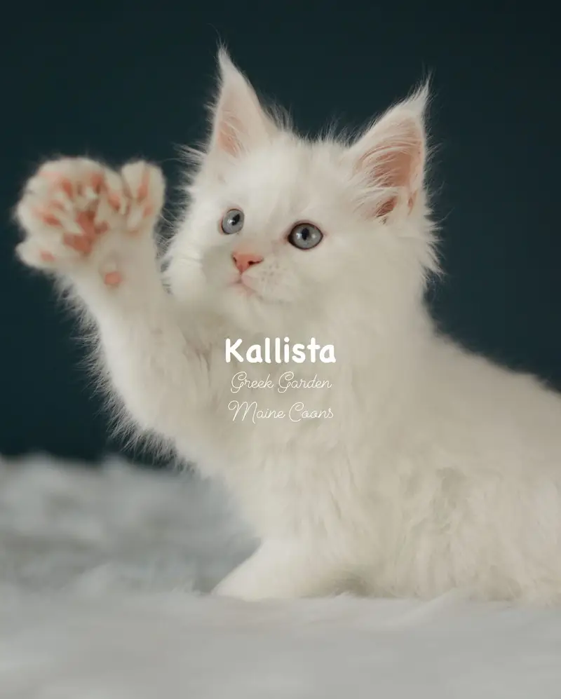 Kittens 9 Greek Garden Kallista 9 Weeks