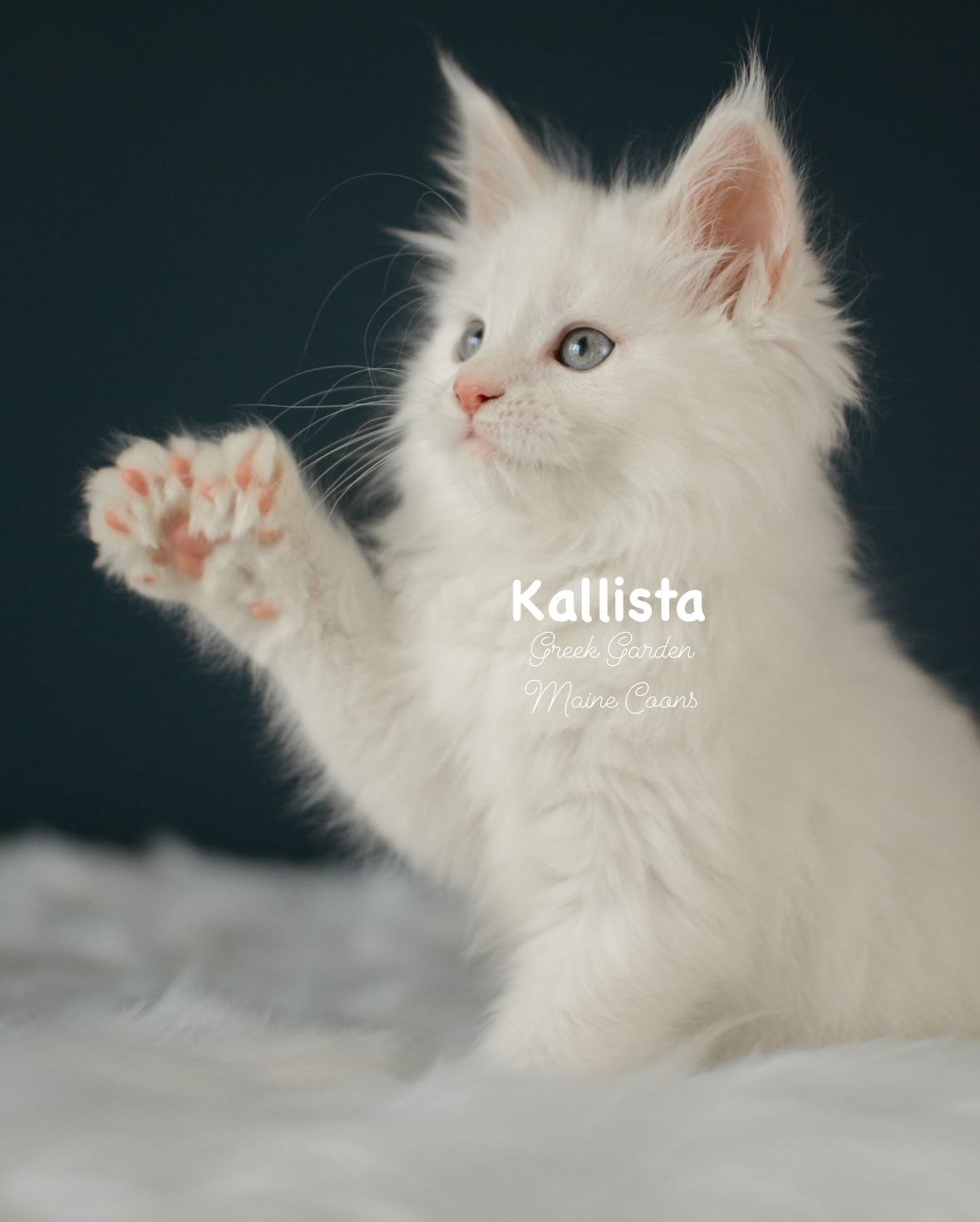 Kittens 12 Greek Garden Kallista 9 Weeks