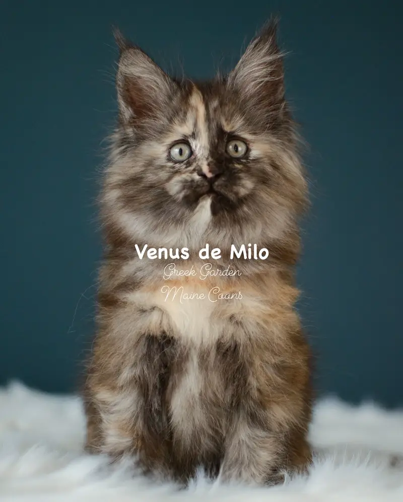 Kittens 24 Greek Garden Venus de Milo 9 Weeks