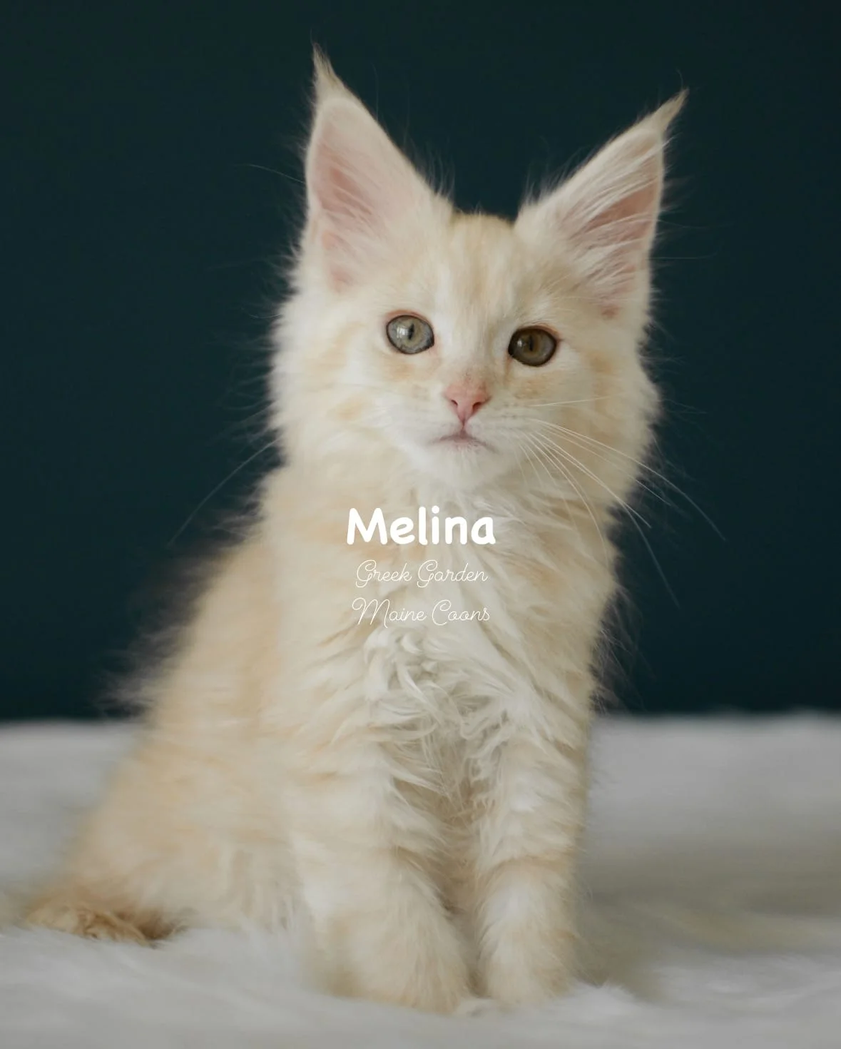 Kittens 57 Greek Garden Melina 10 Weeks Red Silver Mackerel Tabby Polydactyl Girl
