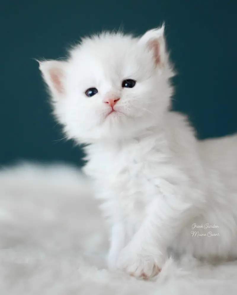 Kittens 15 Greek Garden Kallista 3 Weeks Old