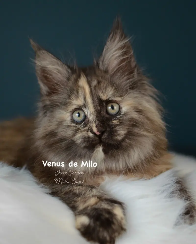 Kittens 23 Greek Garden Venus de Milo 9 Weeks