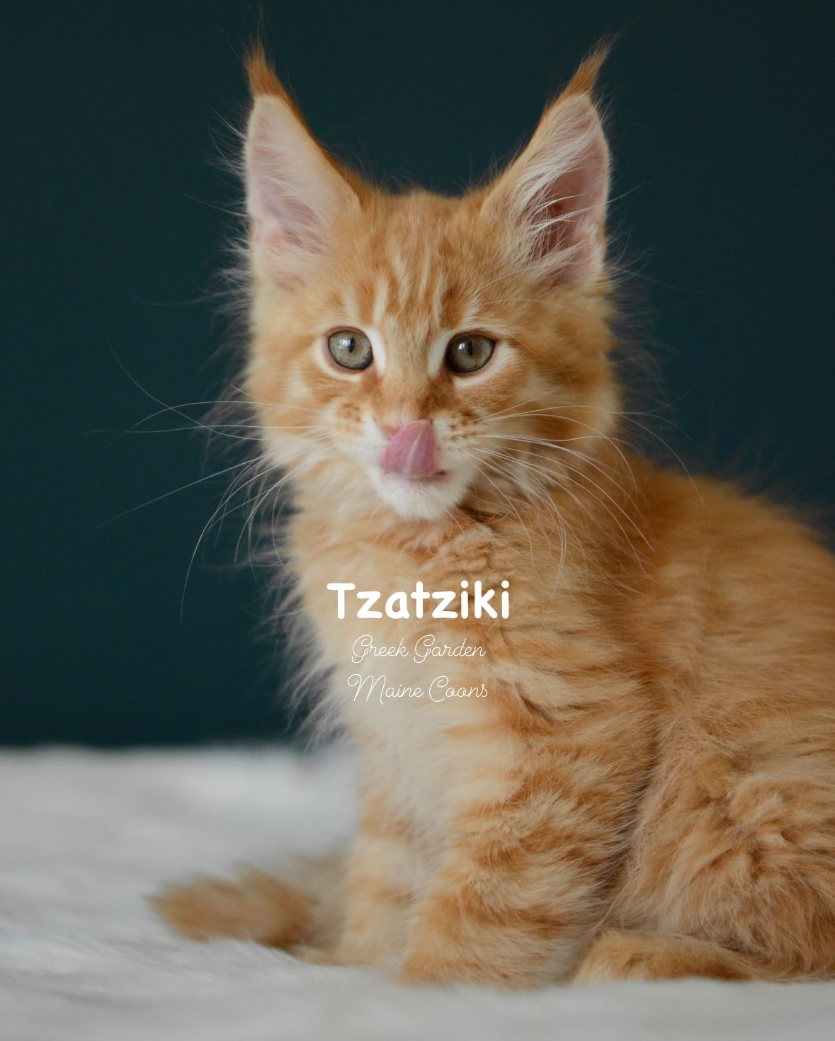 Kittens 78 Greek Garden Tzatziki 10 Weeks Red Mackerel Tabby Boy