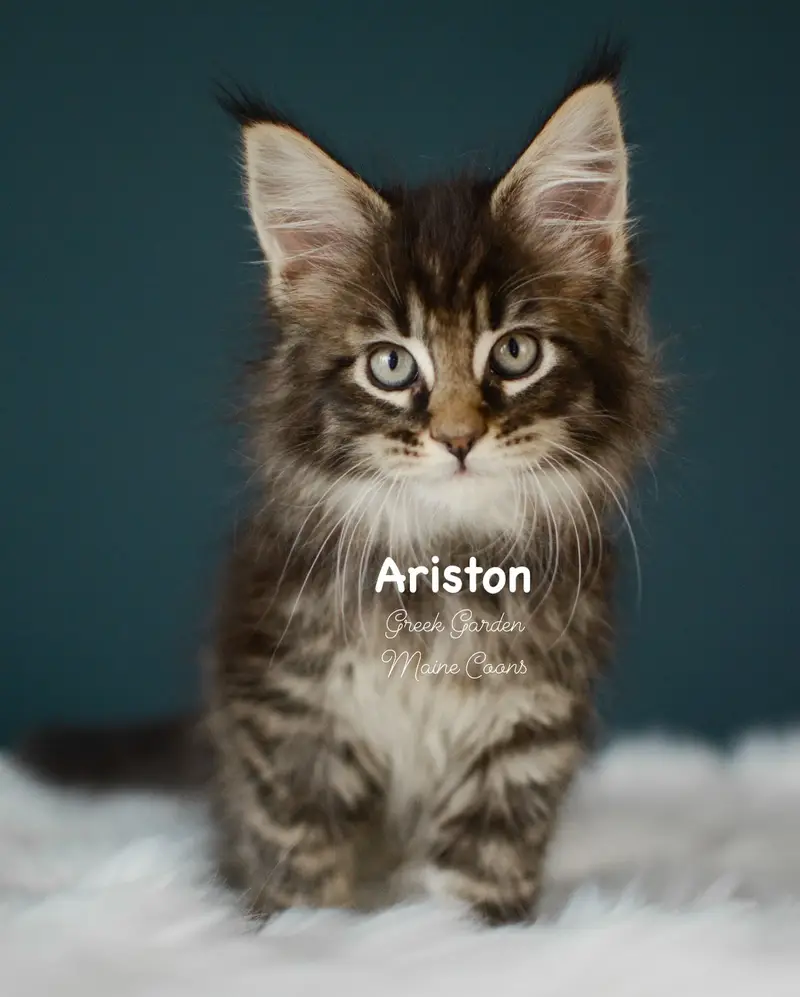 Kittens 2 Greek Garden Ariston 9 Weeks