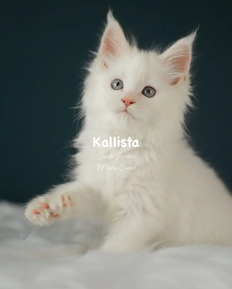 Kittens 13 Greek Garden Kallista 9 Weeks