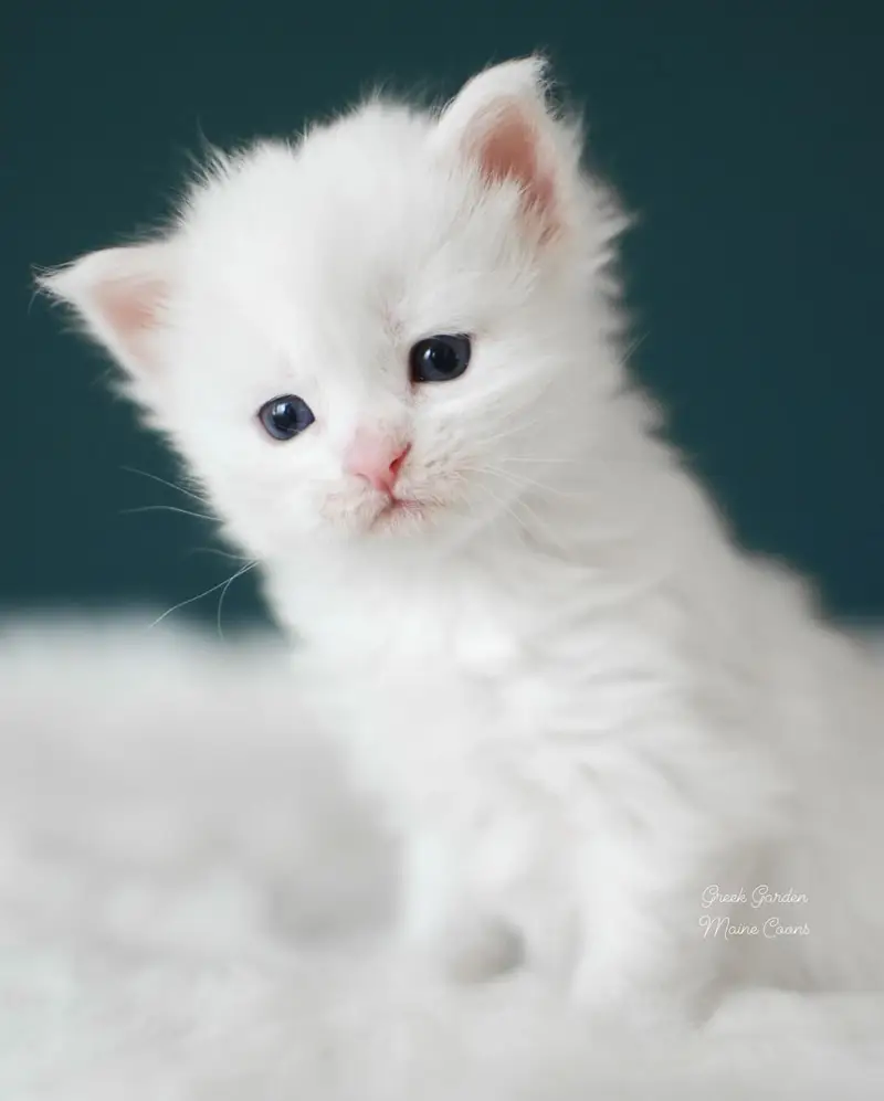 Kitten Application 7 Greek Garden Sophia 3 Weeks