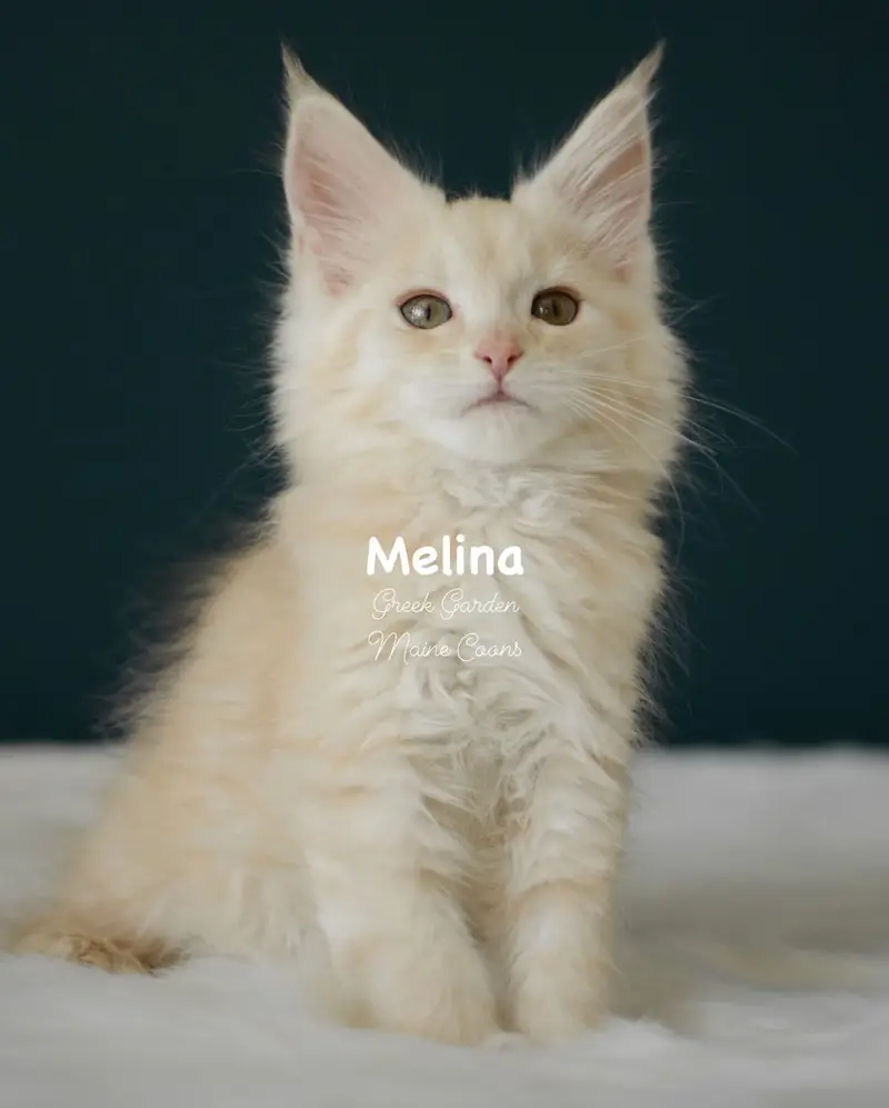 Kittens 58 Greek Garden Melina 10 Weeks Red Silver Mackerel Tabby Polydactyl Girl